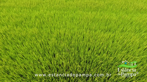 DOS EÓLICOS VIRA P FAZENDA_Moment.00_02_27_16.Quadro061_0c1b436fe37c37f9d450553fd7b35a7d3adbd4c0.png